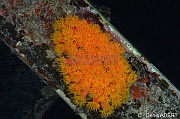 Tubastraea coccinea-Bonaire Buddy Reef-3m-20180222nuit-Denis-ADER-DSC_7637_tn